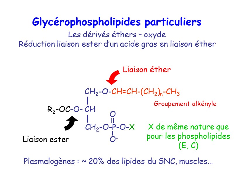 Glycérophospholipides particuliers Les dérivés éthers – oxyde  Réduction liaison ester d’un acide gras